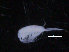 ( - COPCLAD104)  @11 [ ] CreativeCommons - Attribution Non-Commercial Share-Alike (2016) IMR Institute of Marine research
