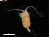  ( - COPCLAD18)  @11 [ ] CreativeCommons - Attribution Non-Commercial Share-Alike (2015) IMR Institute of Marine research