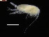  ( - COPCLAD20)  @11 [ ] CreativeCommons - Attribution Non-Commercial Share-Alike (2015) IMR Institute of Marine research