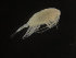  (Aetideopsis - COPCLAD206)  @11 [ ] CreativeCommons - Attribution Non-Commercial Share-Alike (2016) IMR Institute of Marine research
