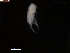  ( - COPCLAD66)  @11 [ ] CreativeCommons - Attribution Non-Commercial Share-Alike (2015) IMR Institute of Marine research
