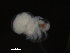  ( - COPCLAD92)  @13 [ ] CreativeCommons - Attribution Non-Commercial Share-Alike (2015) IMR Institute of Marine research