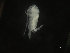  ( - COPCLAD286)  @11 [ ] CreativeCommons - Attribution Non-Commercial Share-Alike (2017) IMR Institute of Marine research