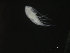  ( - COPCLAD360)  @11 [ ] CreativeCommons - Attribution Non-Commercial Share-Alike (2017) IMR Institute of Marine research