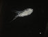  ( - COPCLAD361)  @11 [ ] CreativeCommons - Attribution Non-Commercial Share-Alike (2017) IMR Institute of Marine research