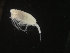  ( - COPCLAD374)  @11 [ ] CreativeCommons - Attribution Non-Commercial Share-Alike (2017) IMR Institute of Marine research