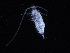  ( - COPCLAD391)  @11 [ ] CreativeCommons - Attribution Non-Commercial Share-Alike (2017) IMR Institute of Marine research