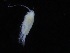  ( - COPCLAD405)  @11 [ ] CreativeCommons - Attribution Non-Commercial Share-Alike (2017) IMR Institute of Marine research