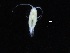  ( - COPCLAD413)  @11 [ ] CreativeCommons - Attribution Non-Commercial Share-Alike (2017) IMR Institute of Marine research