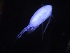  ( - COPCLAD431)  @11 [ ] CreativeCommons - Attribution Non-Commercial Share-Alike (2017) IMR Institute of Marine research