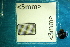  ( - Cocc_2_B8)  @11 [ ] CreativeCommons Attribution (2025) Dept Invertebrate Zoology and Hydrobiology, University of Lodz University of Lodz