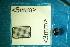  ( - Cocc_2_D7c)  @11 [ ] CreativeCommons Attribution (2025) Dept Invertebrate Zoology and Hydrobiology, University of Lodz University of Lodz