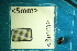  ( - Cocc_2_F6a)  @11 [ ] CreativeCommons Attribution (2025) Dept Invertebrate Zoology and Hydrobiology, University of Lodz University of Lodz