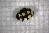  ( - Cocc_A6a)  @11 [ ] CreativeCommons Attribution (2024) Dept Invertebrate Zoology and Hydrobiology, University of Lodz University of Lodz