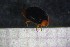 ( - Cocc_D2)  @11 [ ] CreativeCommons Attribution (2024) Dept Invertebrate Zoology and Hydrobiology, University of Lodz University of Lodz