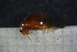  ( - Cocc_I1a)  @11 [ ] CreativeCommons Attribution (2024) Dept Invertebrate Zoology and Hydrobiology, University of Lodz University of Lodz