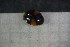  ( - Cocc_I2a)  @11 [ ] CreativeCommons Attribution (2024) Dept Invertebrate Zoology and Hydrobiology, University of Lodz University of Lodz