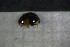  ( - Cocc_I2d)  @11 [ ] CreativeCommons Attribution (2024) Dept Invertebrate Zoology and Hydrobiology, University of Lodz University of Lodz