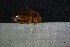  ( - Cocc_I4a)  @11 [ ] CreativeCommons Attribution (2024) Dept Invertebrate Zoology and Hydrobiology, University of Lodz University of Lodz