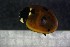  ( - Cocc_I6)  @11 [ ] CreativeCommons Attribution (2024) Dept Invertebrate Zoology and Hydrobiology, University of Lodz University of Lodz