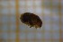  ( - Cocc_K4a)  @11 [ ] CreativeCommons Attribution (2024) Dept Invertebrate Zoology and Hydrobiology, University of Lodz University of Lodz