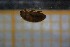  ( - Cocc_K4c)  @11 [ ] CreativeCommons Attribution (2024) Dept Invertebrate Zoology and Hydrobiology, University of Lodz University of Lodz