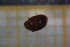  ( - Cocc_K5c)  @11 [ ] CreativeCommons Attribution (2024) Dept Invertebrate Zoology and Hydrobiology, University of Lodz University of Lodz