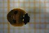  ( - Cocc_L2a)  @11 [ ] CreativeCommons Attribution (2024) Dept Invertebrate Zoology and Hydrobiology, University of Lodz University of Lodz
