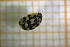  ( - Cocc_M7b)  @11 [ ] CreativeCommons Attribution (2024) Dept Invertebrate Zoology and Hydrobiology, University of Lodz University of Lodz