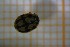  ( - Cocc_N6a)  @11 [ ] CreativeCommons Attribution (2024) Dept Invertebrate Zoology and Hydrobiology, University of Lodz University of Lodz