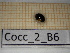  (Ceratomegilla alpina - Cocc_2_B6)  @11 [ ] CreativeCommons Attribution (2025) Dept Invertebrate Zoology and Hydrobiology, University of Lodz University of Lodz