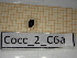  ( - Cocc_2_C6a)  @11 [ ] CreativeCommons Attribution (2025) Dept Invertebrate Zoology and Hydrobiology, University of Lodz University of Lodz