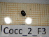  (Scymnus gr frontalis - Cocc_2_F3)  @11 [ ] CreativeCommons Attribution (2025) Dept Invertebrate Zoology and Hydrobiology, University of Lodz University of Lodz