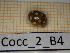 ( - Cocc_2_B4)  @11 [ ] CreativeCommons Attribution (2025) Dept Invertebrate Zoology and Hydrobiology, University of Lodz University of Lodz