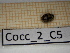  ( - Cocc_2_C5)  @11 [ ] CreativeCommons Attribution (2025) Dept Invertebrate Zoology and Hydrobiology, University of Lodz University of Lodz