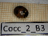  ( - Cocc_2_B3)  @11 [ ] CreativeCommons Attribution (2025) Dept Invertebrate Zoology and Hydrobiology, University of Lodz University of Lodz