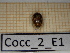  ( - Cocc_2_E1)  @11 [ ] CreativeCommons Attribution (2025) Dept Invertebrate Zoology and Hydrobiology, University of Lodz University of Lodz