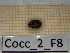  ( - Cocc_2_F8)  @11 [ ] CreativeCommons Attribution (2025) Dept Invertebrate Zoology and Hydrobiology, University of Lodz University of Lodz