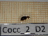  ( - Cocc_2_D2)  @11 [ ] CreativeCommons Attribution (2025) Dept Invertebrate Zoology and Hydrobiology, University of Lodz University of Lodz
