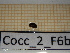  ( - Cocc_2_F6b)  @11 [ ] CreativeCommons Attribution (2025) Dept Invertebrate Zoology and Hydrobiology, University of Lodz University of Lodz