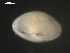  ( - BJL-CH128)  @11 [ ] CreativeCommons - Attribution (2010) Unspecified Centre for Biodiversity Genomics