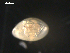  ( - BJL-CH141)  @12 [ ] CreativeCommons - Attribution (2010) Unspecified Centre for Biodiversity Genomics