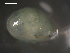  ( - BJL-CH170)  @12 [ ] CreativeCommons - Attribution (2010) Unspecified Centre for Biodiversity Genomics