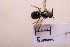  ( - BCA2196)  @11 [ ] CC-BY-NC (2023) ARTHROPOLOGIA ARTHROPOLOGIA