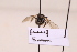  ( - BCA2196)  @11 [ ] CC-BY-NC (2023) ARTHROPOLOGIA ARTHROPOLOGIA