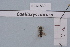  (Coelioxys obtusa - BCA1839)  @11 [ ] CC-BY-NC (2023) INRAE INRAE