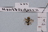  (Megachile burdigalensis - BCA1878)  @11 [ ] CC-BY-NC (2023) INRAE INRAE