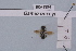  (Osmia anceyi - BCA1894)  @11 [ ] CC-BY-NC (2023) INRAE INRAE