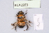  (Anthophora sichelii - BCA1993)  @11 [ ] CC-BY-NC (2023) INRAE INRAE