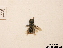  (Osmia tergestensis - BCA0729)  @11 [ ] CC-BY-NC (2021) ARTHROPOLOGIA ARTHROPOLOGIA